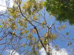 Astronium graveolens