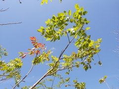 Astronium graveolens