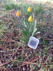 Fritillaria pudica