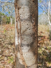 Astronium graveolens