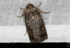 Proteuxoa restituta