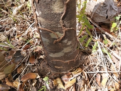 Astronium graveolens