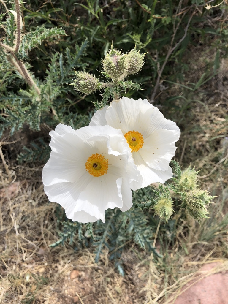 southwestern prickly poppy