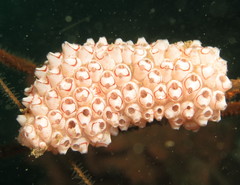 Symplegma rubra