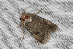Proteuxoa amaurodes