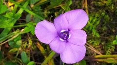 Ennealophus foliosus