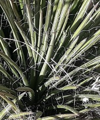 Agave schottii