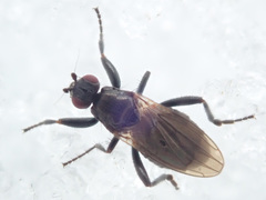 Crumomyia nitida
