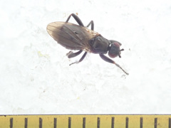 Crumomyia nitida