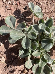 Pediomelum castoreum