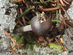 Mycena plumipes