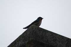 Hirundo domicola