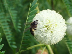 Apis mellifera unicolor