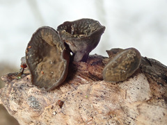 Piceomphale bulgarioides