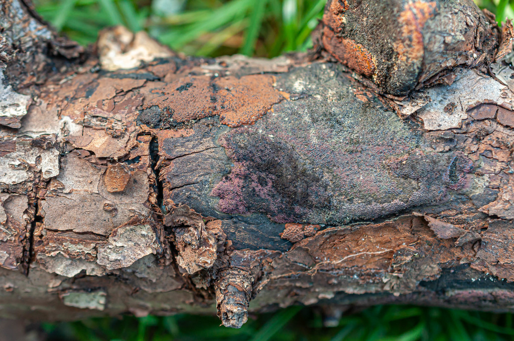 Hypoxylon macrocarpum