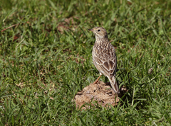 Anthus furcatus