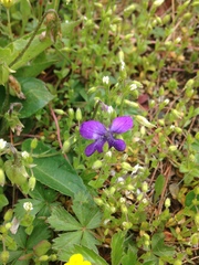 Viola sagittata