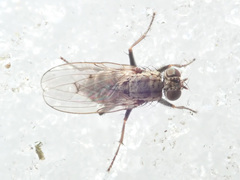 Lispocephala alma