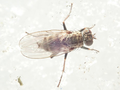 Lispocephala alma