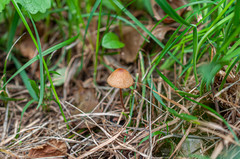 Conocybe mesospora