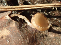 Ciboria coryli