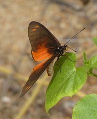 Acraea pseudegina