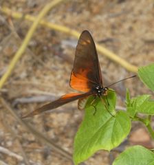 Acraea pseudegina