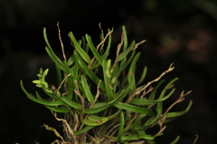 Epidendrum miserrimum