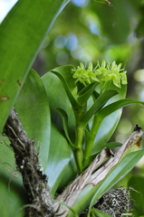 Epidendrum difforme