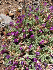 Astragalus purshii