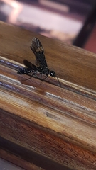 Xiphydriidae