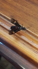 Xiphydriidae