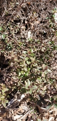 Thymus × citriodorus