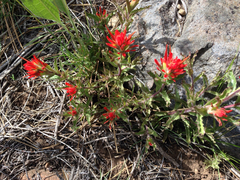 Castilleja applegatei pinetorum