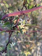 Metastelma californicum