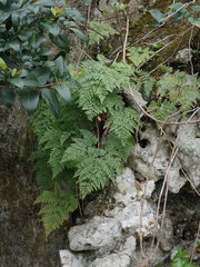 Davallia canariensis