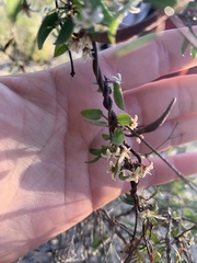 Metastelma californicum