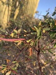 Metastelma californicum
