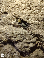 Latonigena auricomis