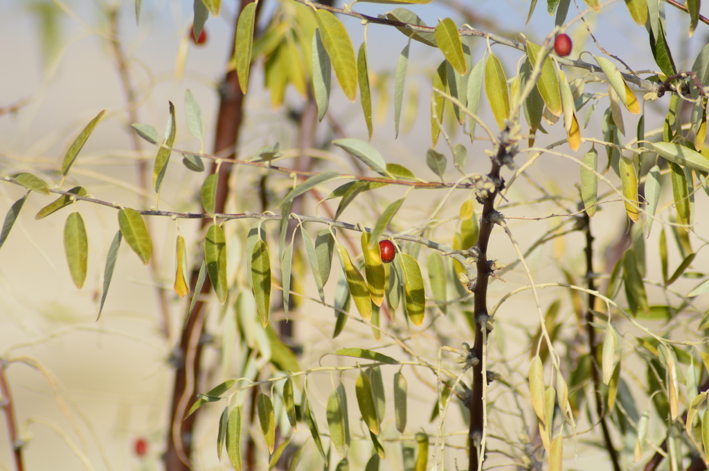 Elaeagnus angustifolia, Nevşehir Merkez/Nevşehir, Туреччина