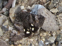 Litocala sexsignata