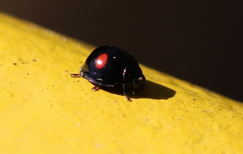 Chilocorus renipustulatus