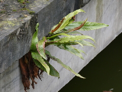 Asplenium scolopendrium