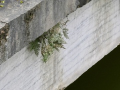 Asplenium ruta-muraria