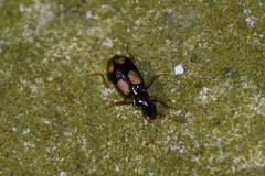 Dromius quadrimaculatus