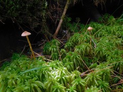 Galerina paludosa