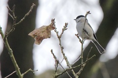 Poecile palustris