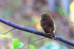 Glaucidium brasilianum