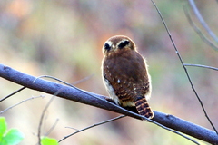 Glaucidium brasilianum