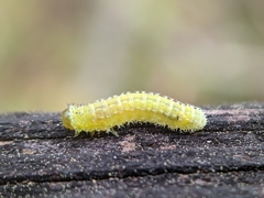 Periclista